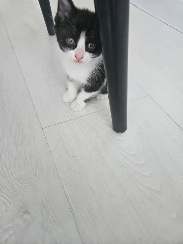 Отдам даром домашние котята 8