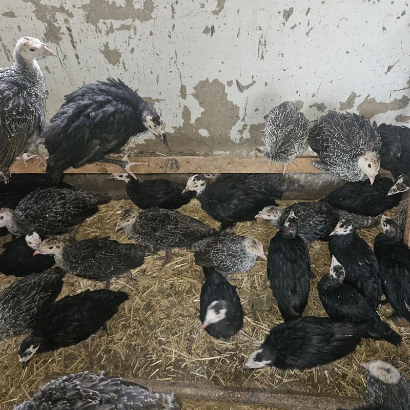 Курка жужалари сотилади — фото 2