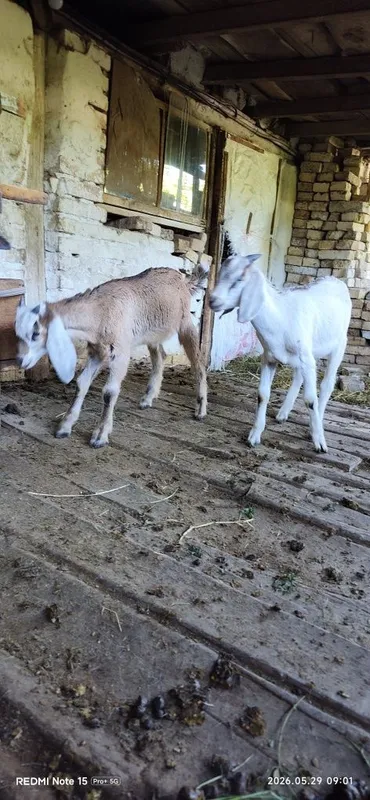 Продаются козлята