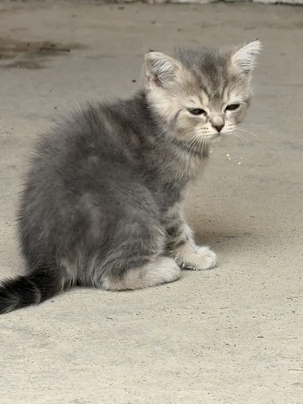 Parodali mushukchalar sotiladi/ Продается породистые котята — фото 3