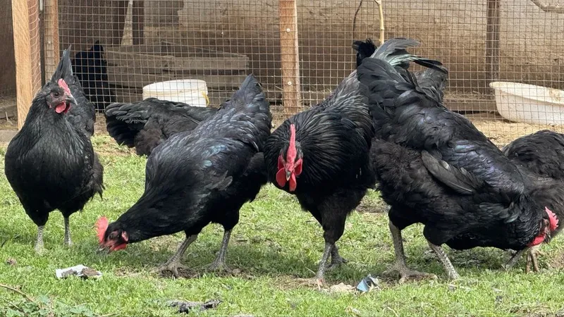 Qora shahzoda tuxumi. Ochtirishga