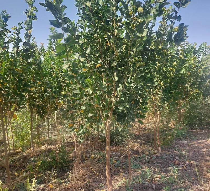 Гужум, сада, карагач, ясень 6 Гужум, сада, карагач, ясень 6