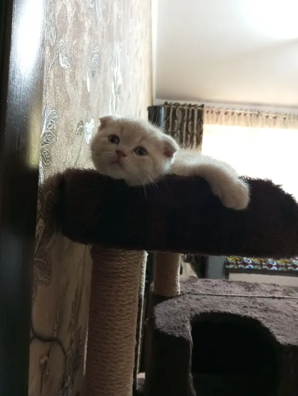Продаются котята британцы. 8 Продаются котята британцы. 8