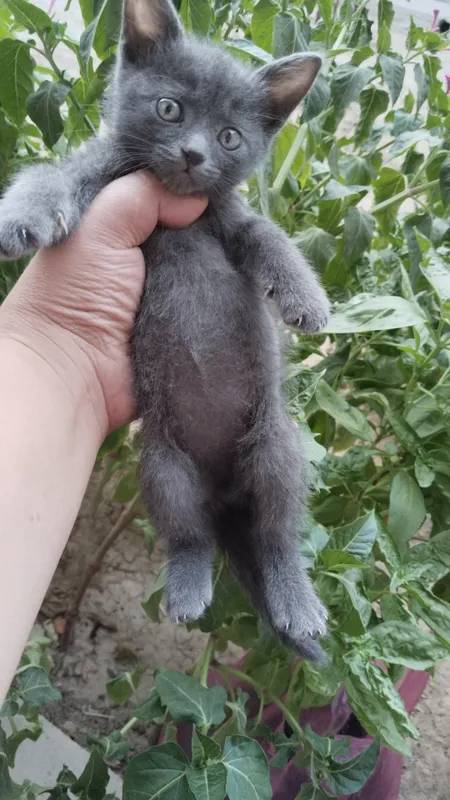 Шотландский мушук