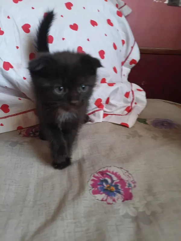 Котята в добрые руки 3
