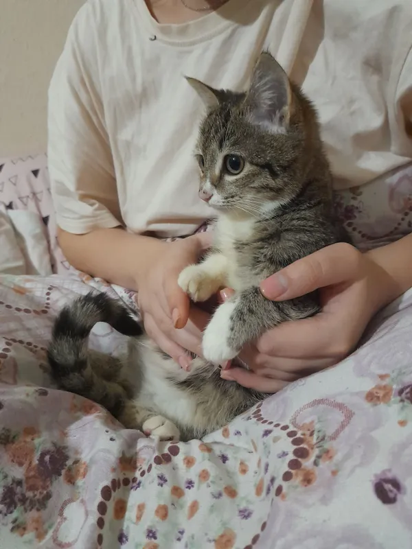 Отдаём даром в хорошие и добрые руки котята очень послушный