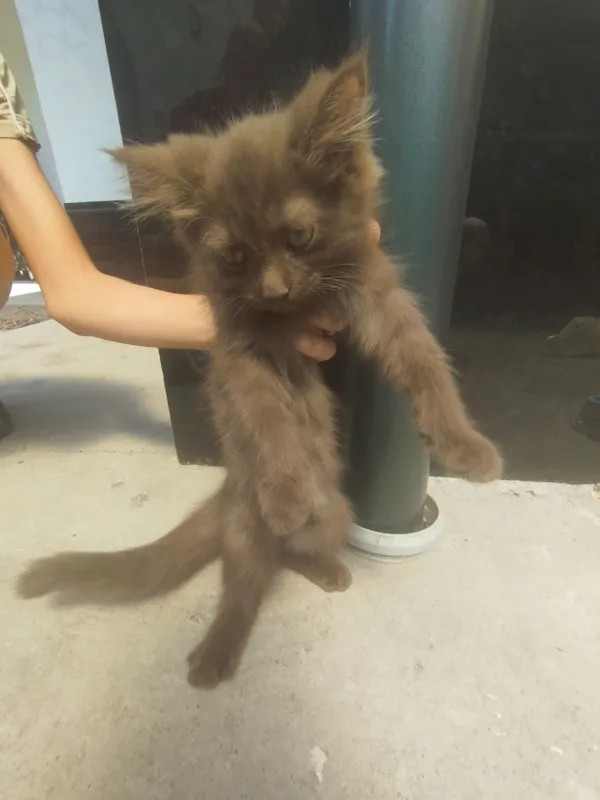 Скоттиш фолд сотилади 7