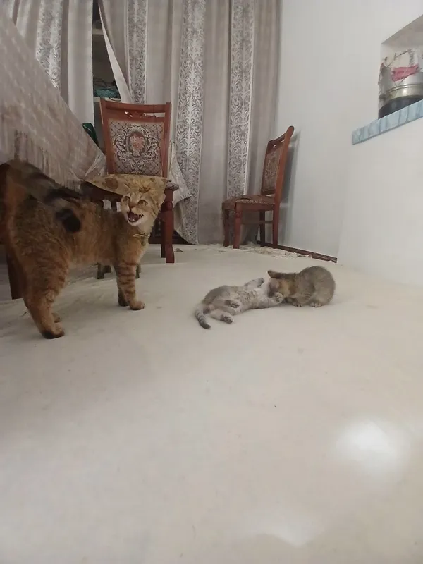 Кошка шотландский скотиш фолд ихнин мама 3 котят Малчики 1 месяц 8 Кошка шотландский скотиш фолд ихнин мама 3 котят Малчики 1 месяц 8