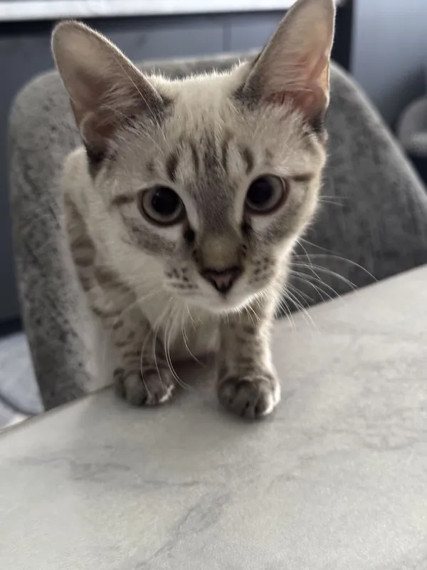 Пропала Кошка — фото 7