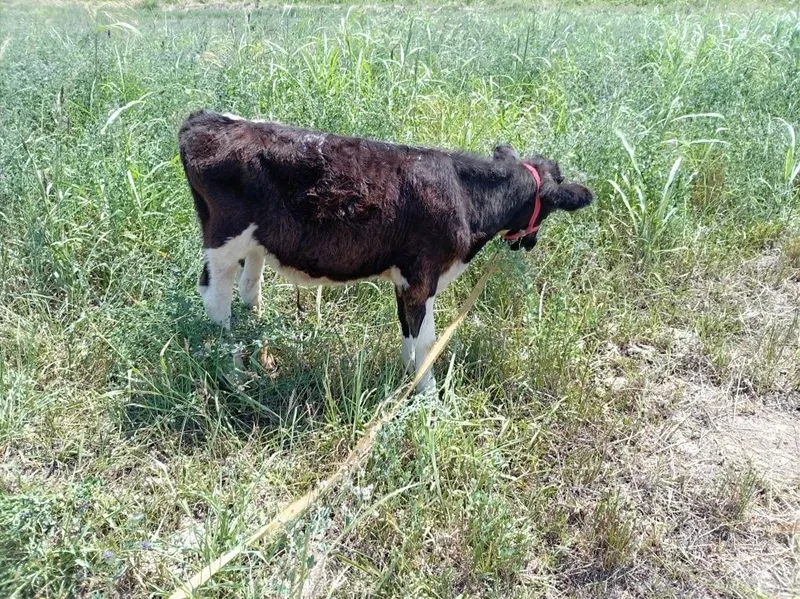 Buqacha sotiladi 5 oylik 2