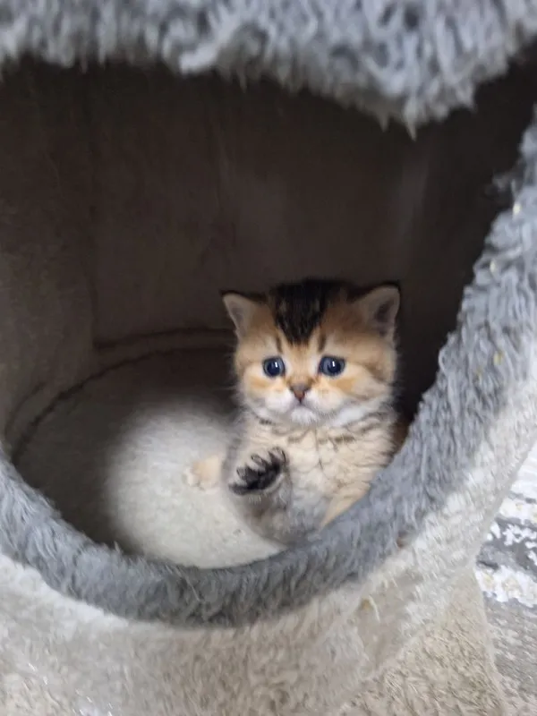 Шикарная кошка красавица (девочка) — фото 1