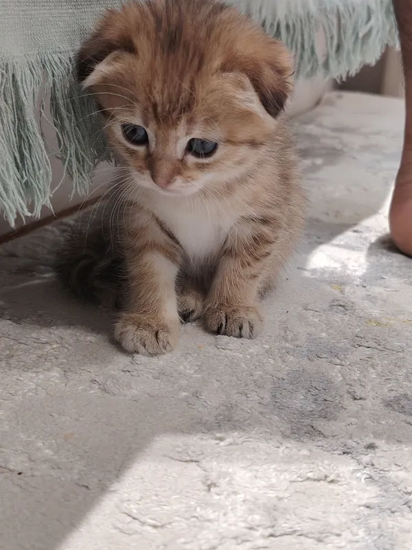 Mushukchalar 4 Mushukchalar 4
