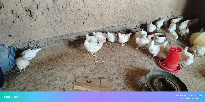 Loman sendi tovuqlar 1