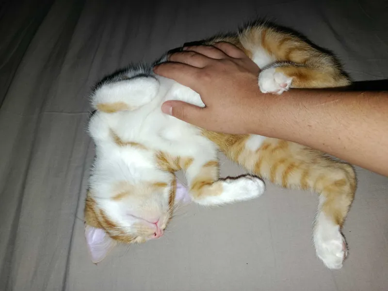 Котёнок по имени Лео — фото 2