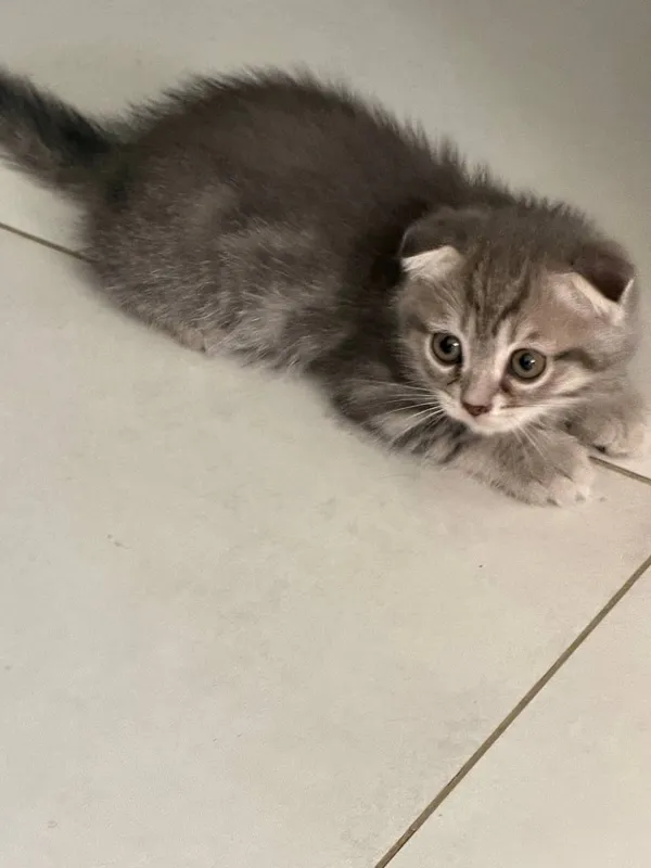 продаются котята — фото 2 продаются котята — фото 2