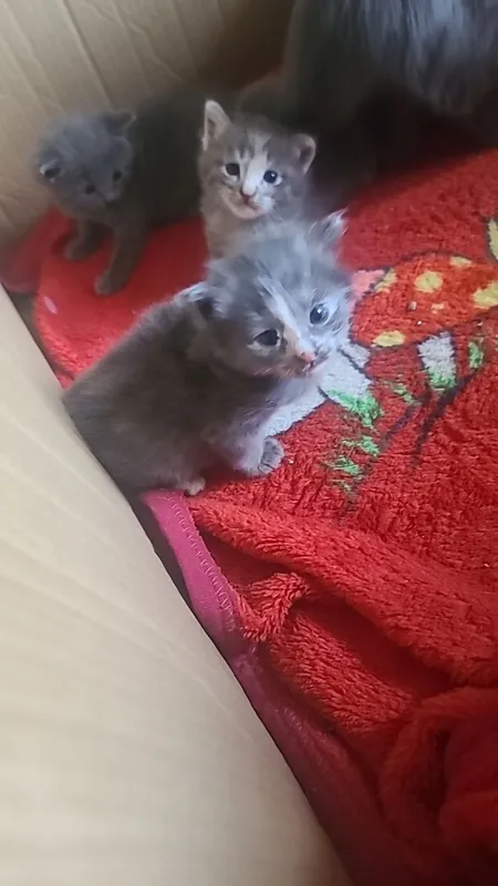 Uy mushuk zodli latoni biladi 2 oyli 2