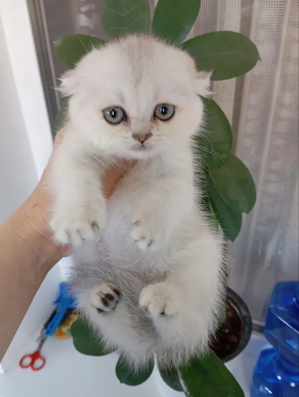 Продаю котят шиншиллы