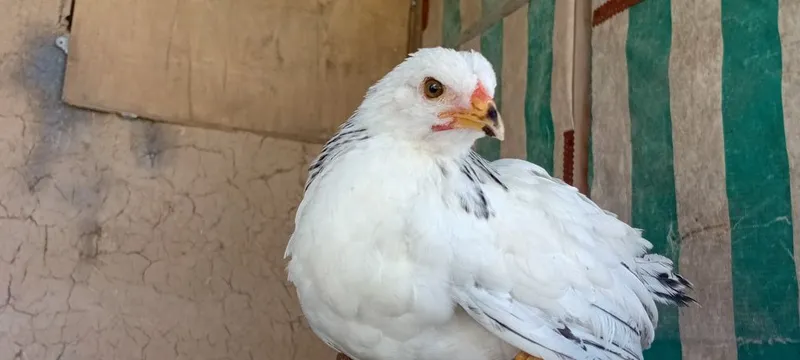 Адлер: цыплята. — фото 3