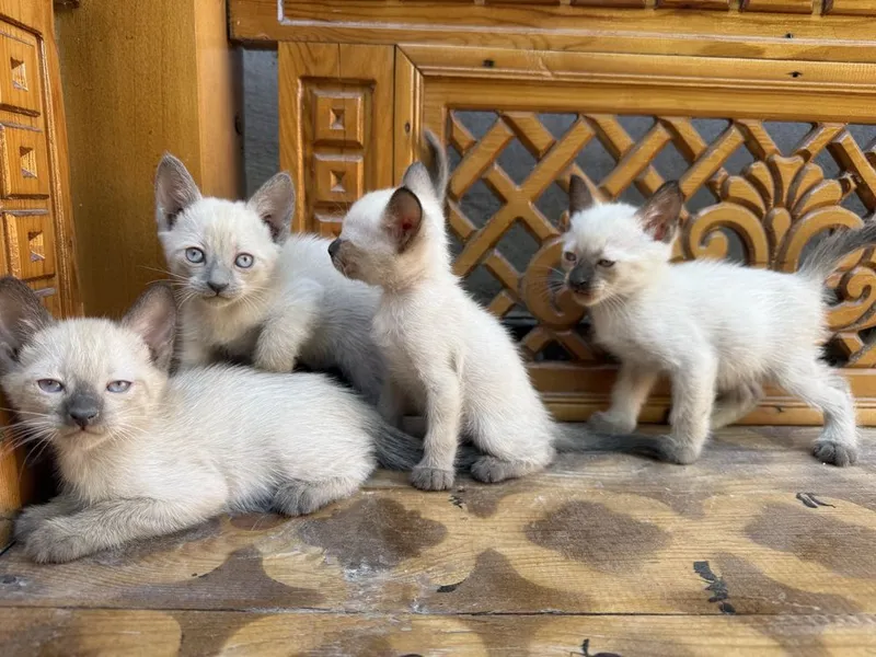Котята сиамские 2 месяца 2 Котята сиамские 2 месяца 2