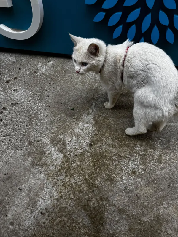 Нашлась кошка домашняя белая с голубыми глазами — фото 1