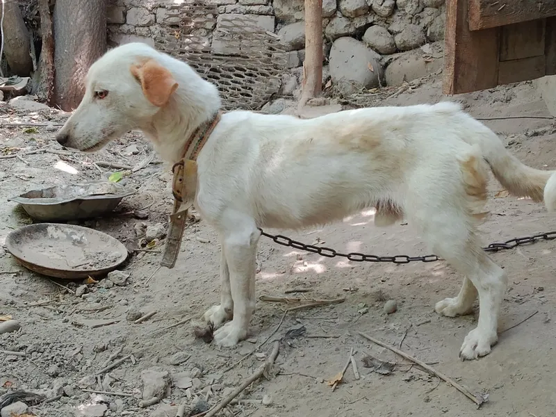 Laycha kimga kerak boʻlsa arzonga beriladi 3