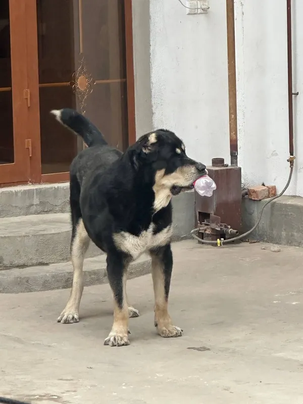 Акили ит зотдор 2 ёшда