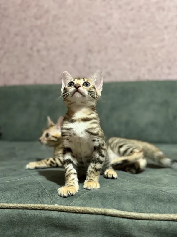 Бенгальский котенок 3