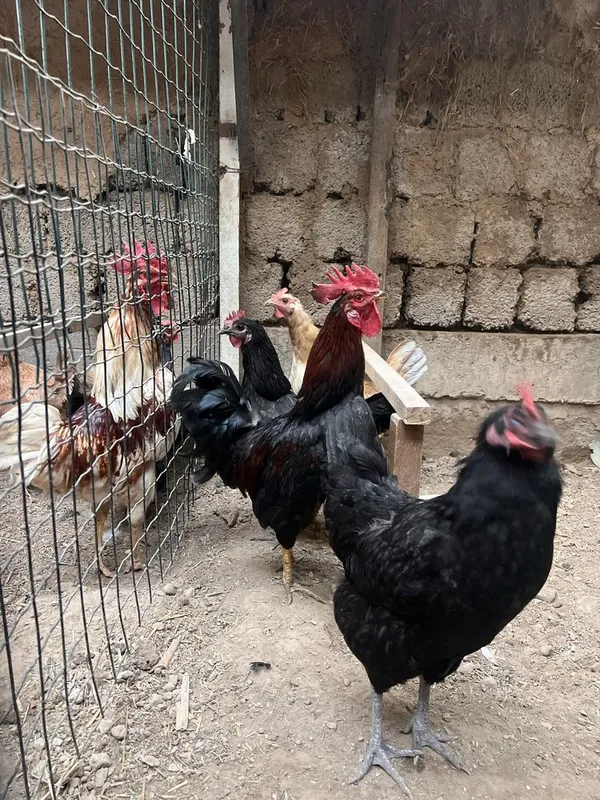Horoz Tovugʻ Kuri 5