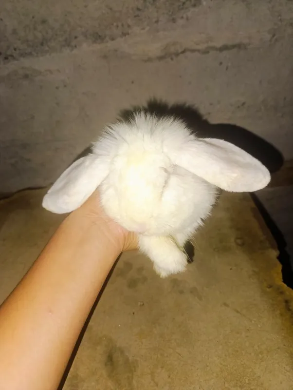 Karli baran oq rangda
