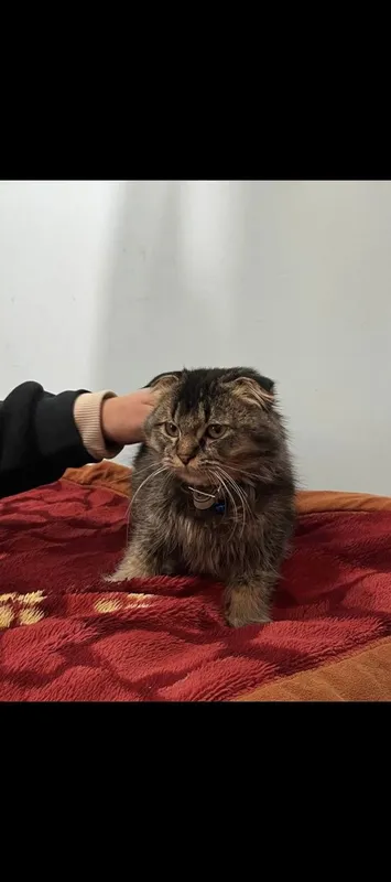 Zotdor mushuk srochna sotiladi 1 Zotdor mushuk srochna sotiladi 1