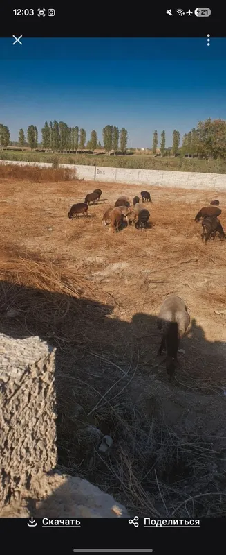 17 sotik biznes uchun ajoyib yer sotiladi — фото 4