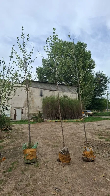 Manzarali darahtlar bor kuzda kovlanib quyilgan — фото 1