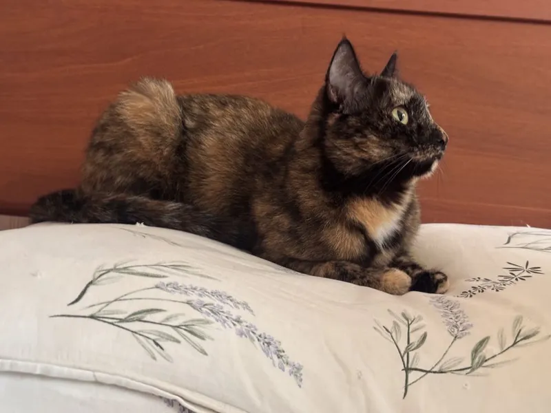Трехцветная счастливая кошка. Есть паспорт. Привита и стерилизована — фото 2
