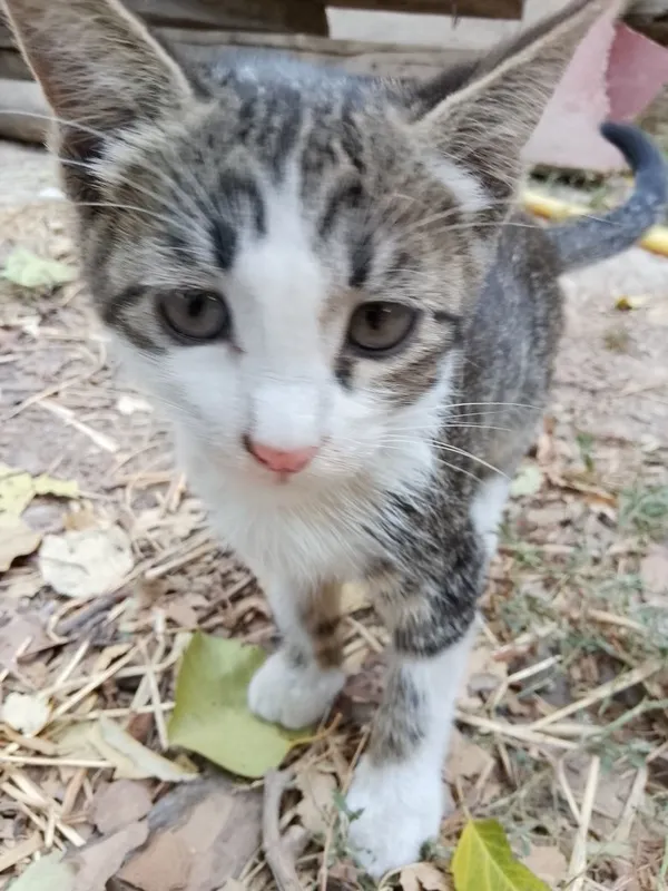 Oddiy mushuklar onasi bilan 1 Oddiy mushuklar onasi bilan 1