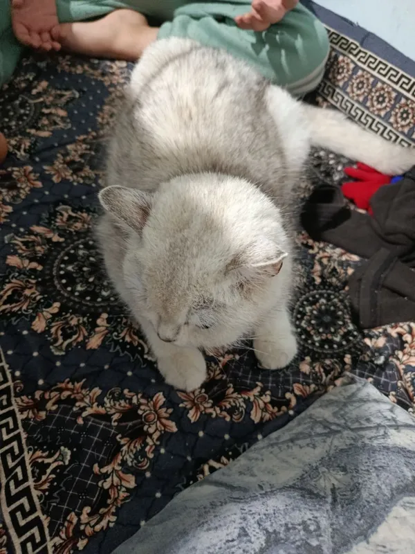 Продаётся кошка британская шиншилла, девочка 2 Продаётся кошка британская шиншилла, девочка 2