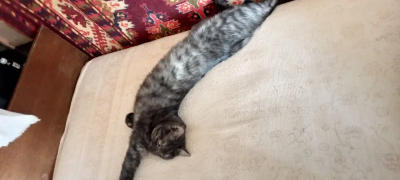 Продам кота по кличке Симба. Трёх цветов!! 2 Продам кота по кличке Симба. Трёх цветов!! 2