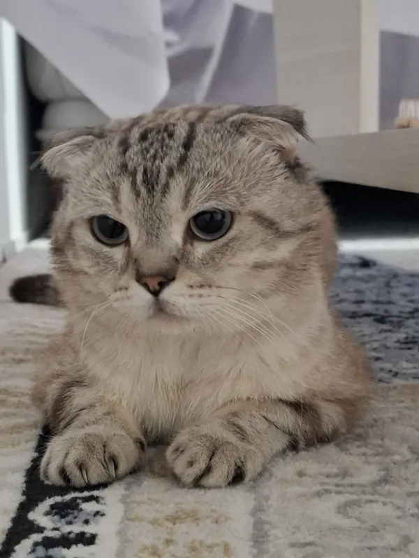 Кошка шотландский — фото 2