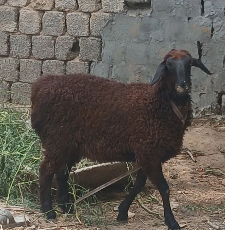 Sotiladigan qo'ylar bor 1 Sotiladigan qo'ylar bor 1