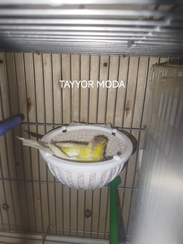 Kanareka tayyor modalar 4 Kanareka tayyor modalar 4
