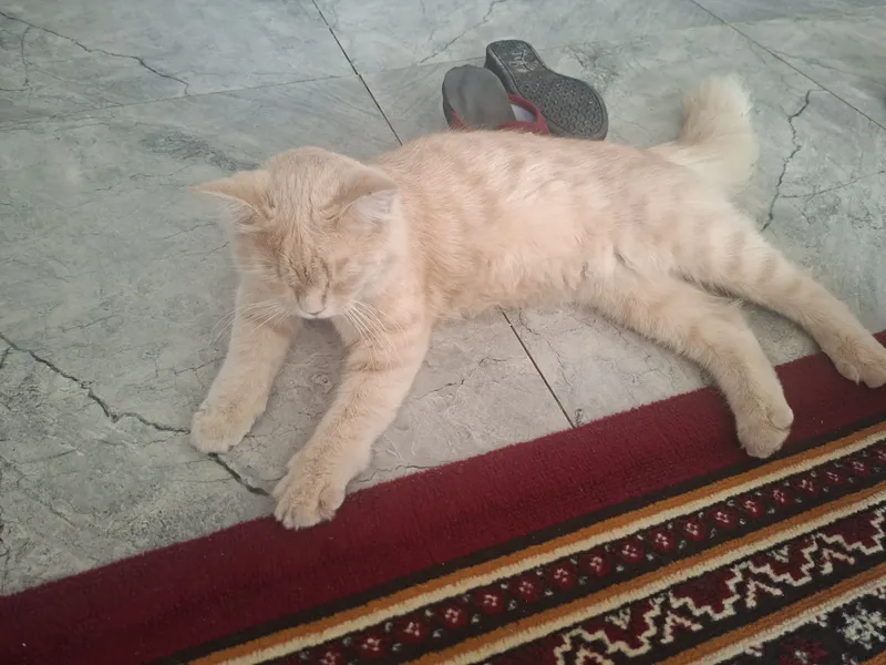 Aqilliy pishakcha 7 Aqilliy pishakcha 7