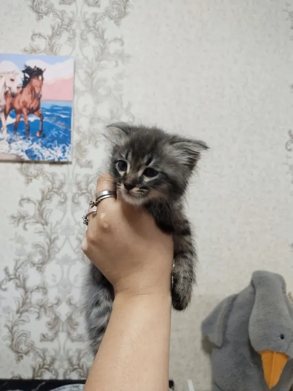Отдам котят в добрые руки — фото 3