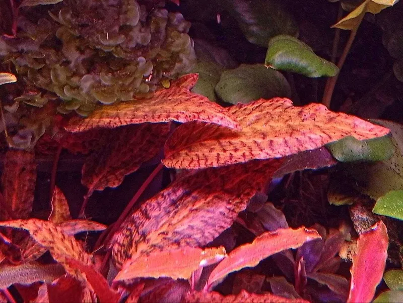 Криптокорина нури (Cryptocoryne nurii) — аквариумное растение 1