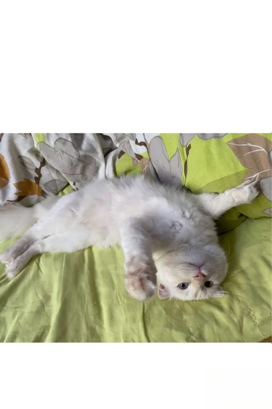 Mushuk sotiladi scottish fold. Продается кот скоттиш фольд. 2 Mushuk sotiladi scottish fold. Продается кот скоттиш фольд. 2