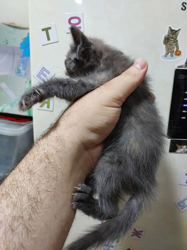 Отдаю кота очень хороший 3 Отдаю кота очень хороший 3