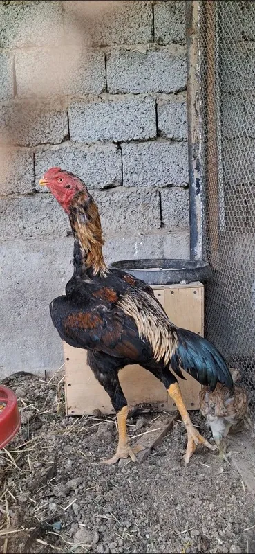 Хуроз 9 ойлик йирик таери