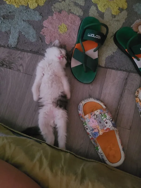 Котенок, мальчик 2,5 месяца ищет дом, домашний 5