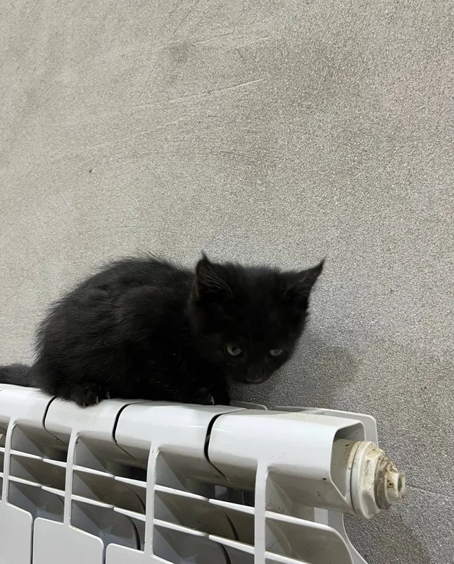 Котёнок отдаётся в добрые руки 6 Котёнок отдаётся в добрые руки 6