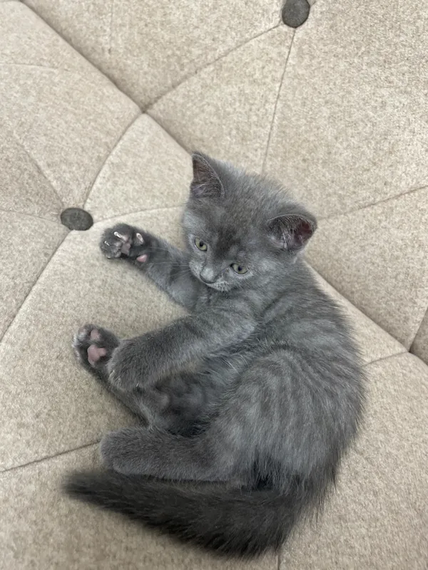 Продаются котята — фото 3