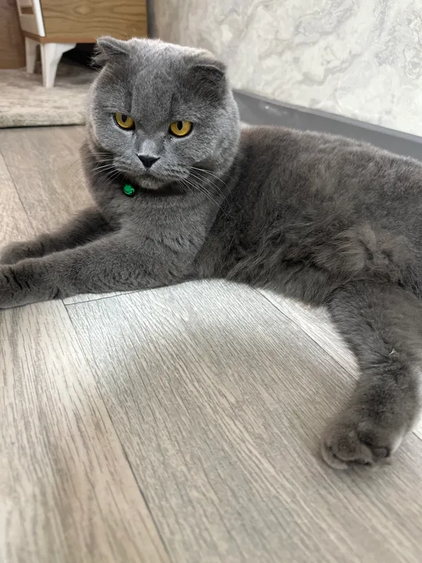 Кошка 1