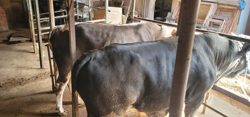 Qurbonlikka buqalar